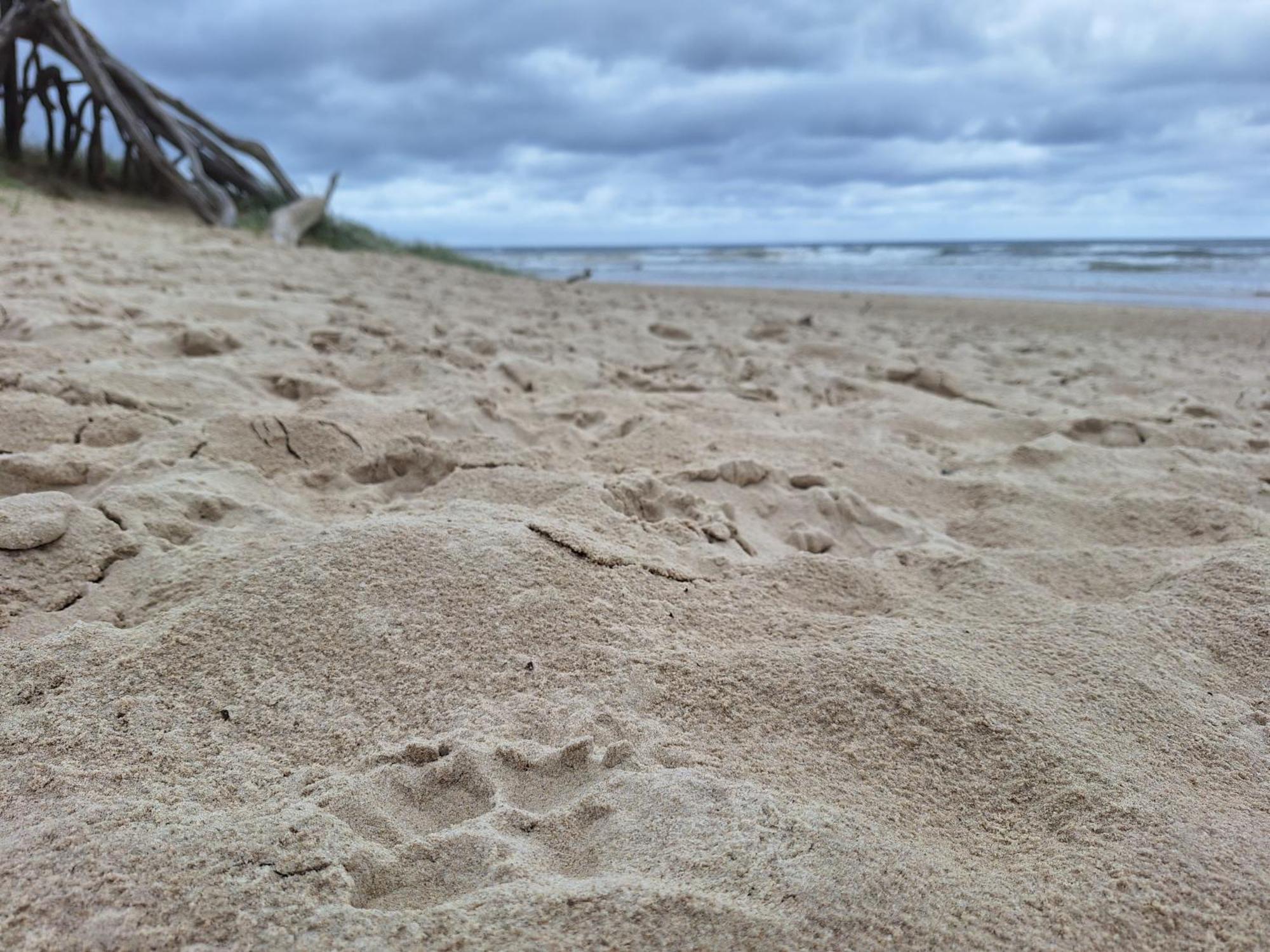 Ballina Beach Nature Resort Exteriör bild